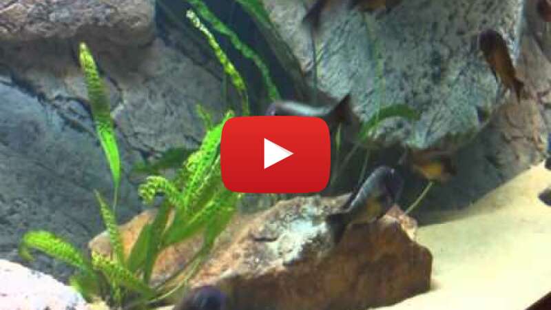 Video X87DvGoocOM abspielen