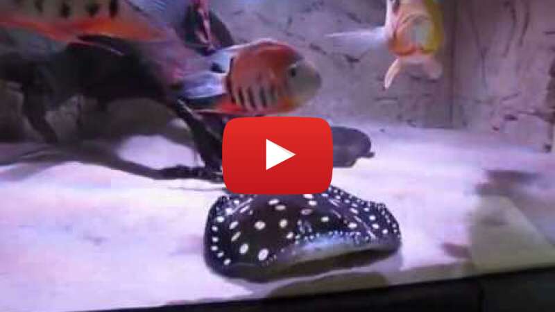 Video XACLcAVeoHc abspielen