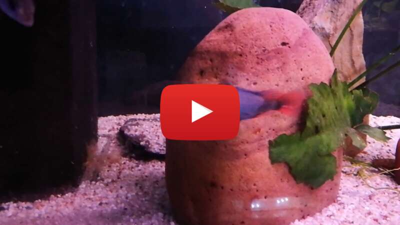 Video XAi_rJIjzv0 abspielen