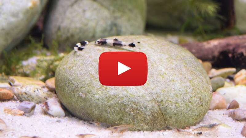 Video XH_Q2h5igp4 abspielen