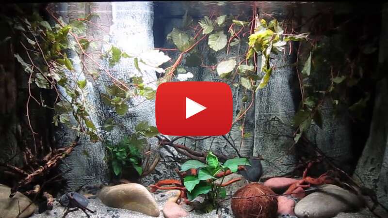 Video XJDfaAimmiI abspielen