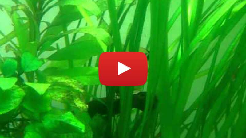 Video XJFQavDJS8c abspielen