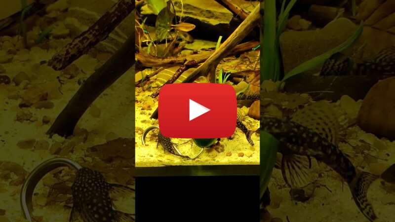 Video XTqPaFlKi-g abspielen