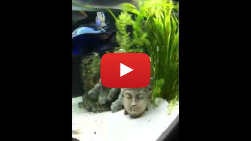 Video XWClcdT4k2g abspielen