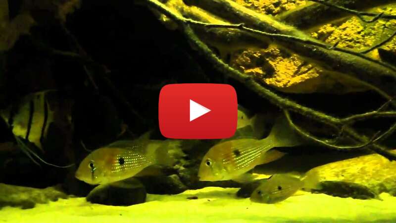 Video XWpgJOQYQAs abspielen