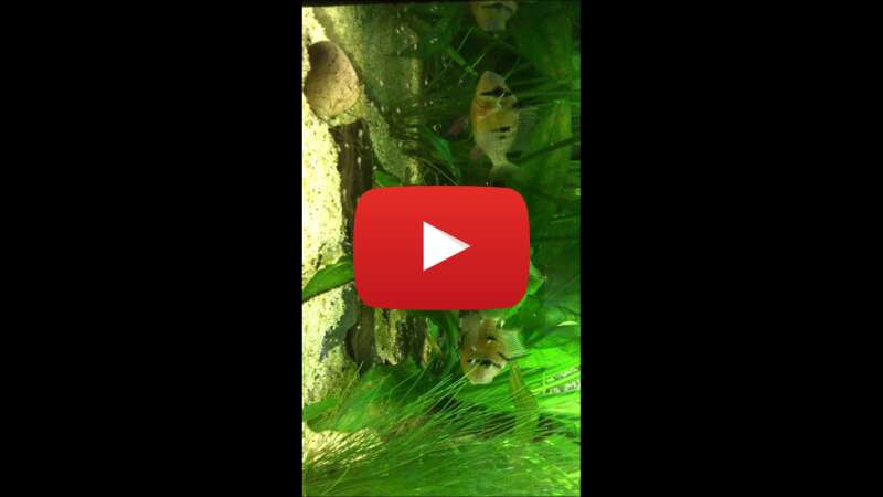 Video XehL5i5t7gw abspielen