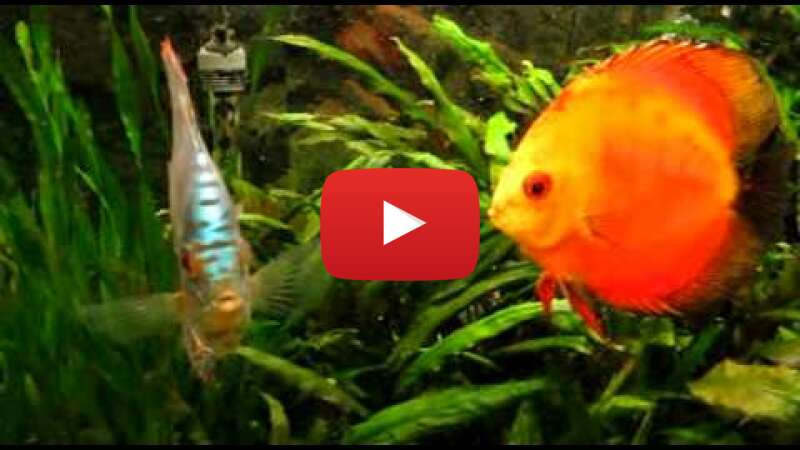 Video Xiyy5bYx4A4 abspielen