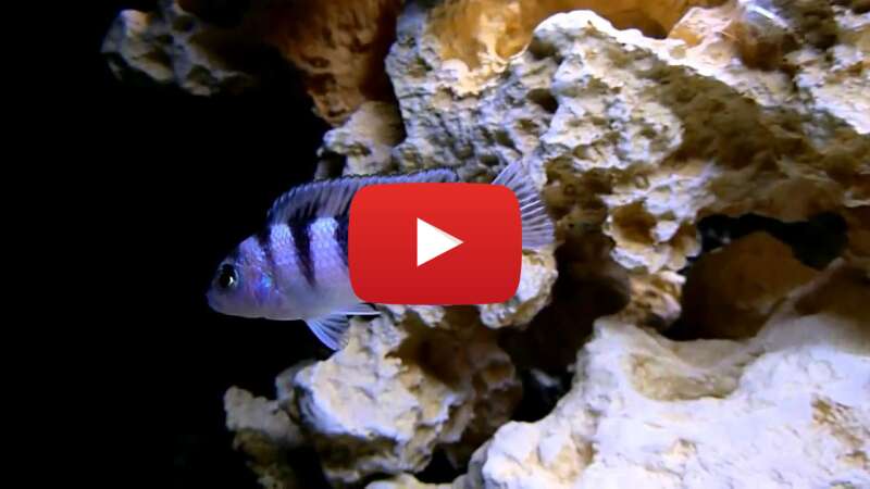 Video XjHNrHcqs6k abspielen