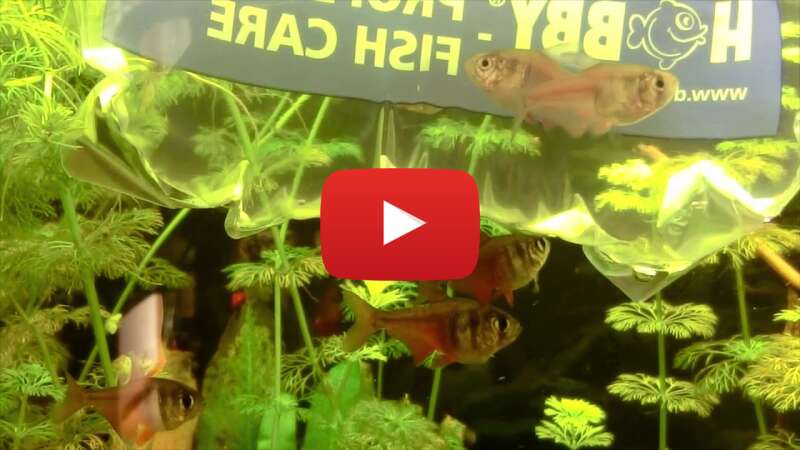 Video XnF577fRRYo abspielen