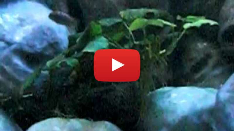 Video XnLXehs4Qnc abspielen