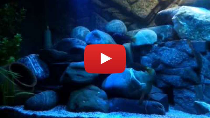 Video XoFotgddQnQ abspielen