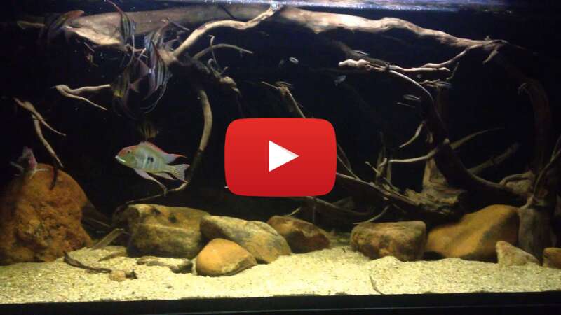 Video XoZsWiHrOzY abspielen