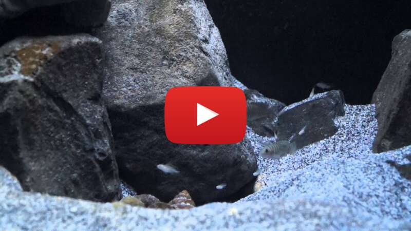 Video XuxaeFycC3w abspielen