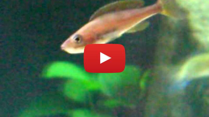 Video Y-HBEm_mLII abspielen