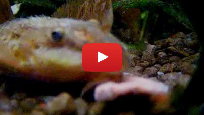 Video Y-j9qLji4wA abspielen