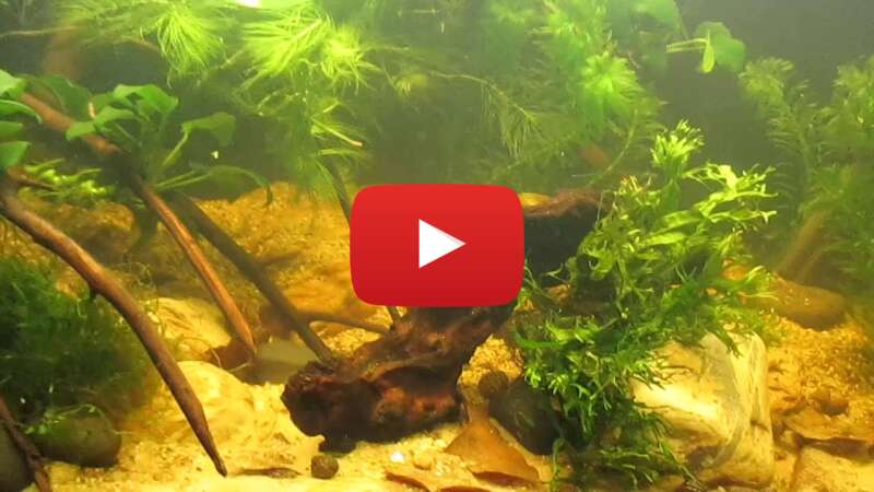 Video Y0GA5RqQzU8 abspielen