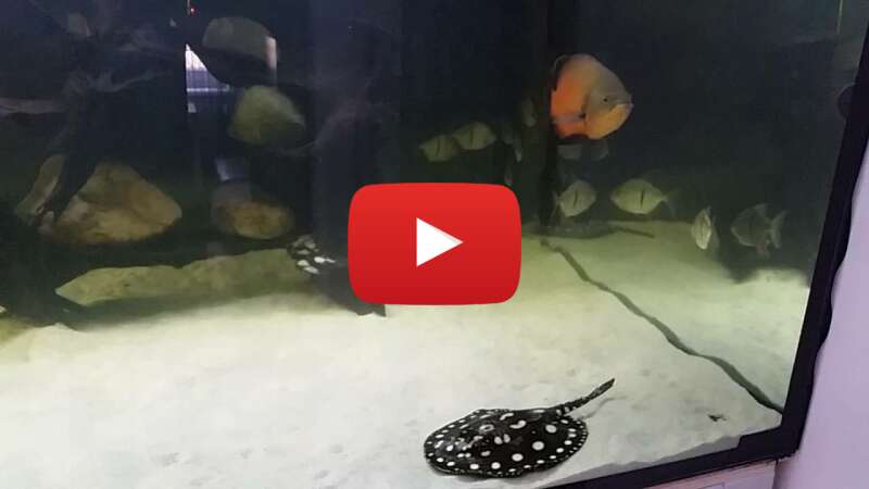 Video Y3xQ9dqYUWM abspielen