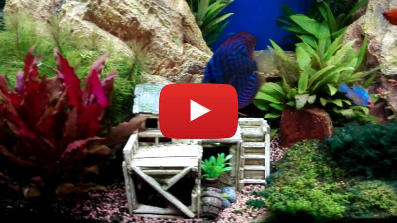 Video YCapyGC8KRw abspielen