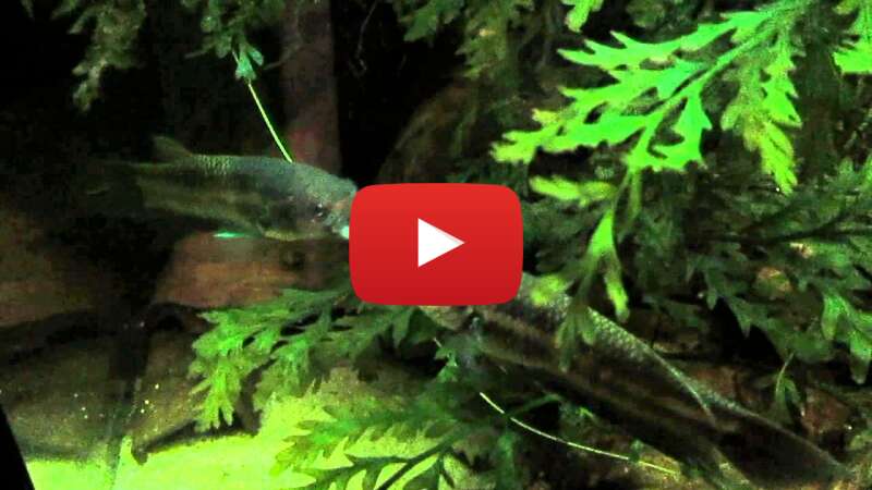 Video YKEfuacKqwQ abspielen