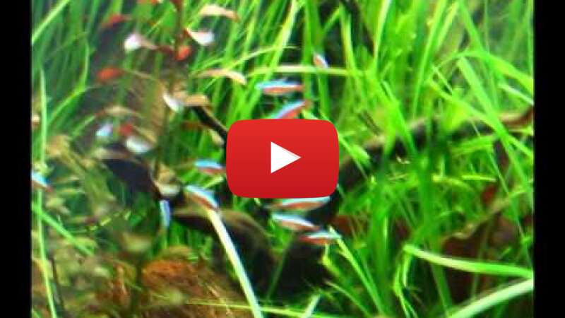 Video YLzyQsqKpW4 abspielen