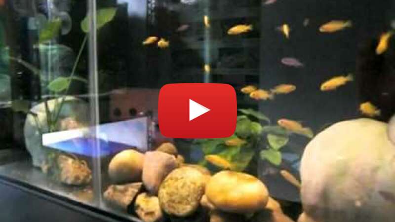 Video YNcDfsxs55M abspielen