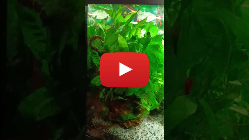 Video YRcb8lLMXCc abspielen