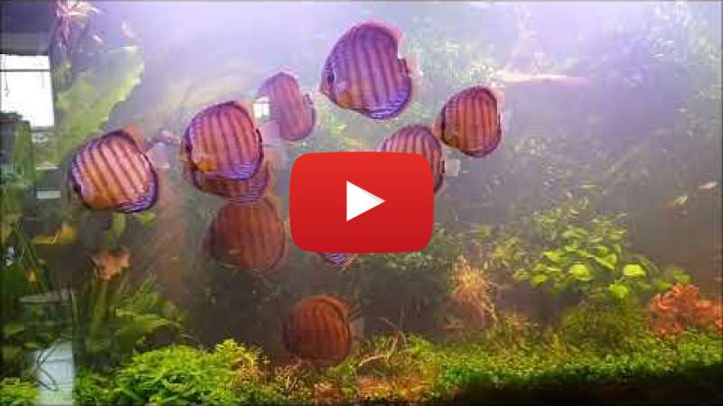 Video YUX96YQ1oaE abspielen