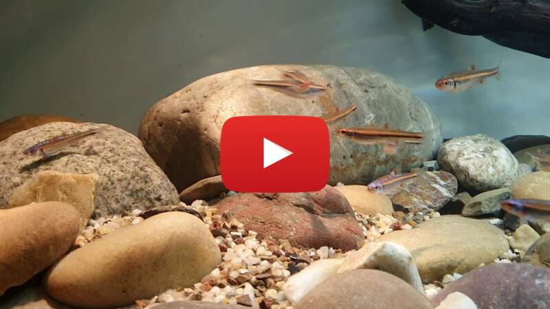 Video YW5tRSOIO-A abspielen