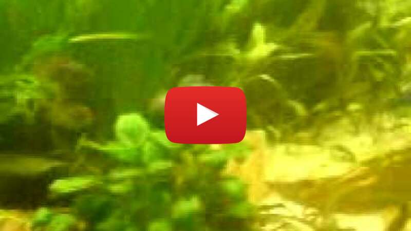 Video Y_lzG0bAPu8 abspielen