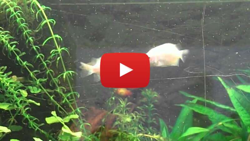 Video YaPLRv2FdSI abspielen