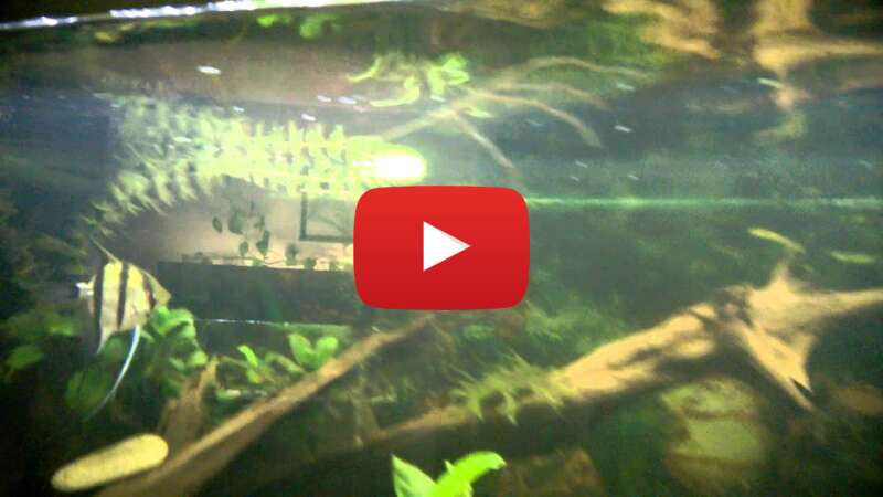 Video Ybex0HLhuTA abspielen