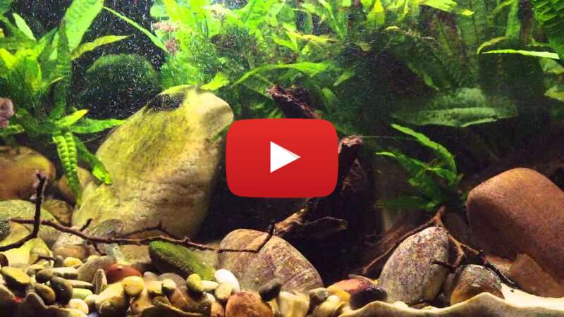 Video YcfqcHldGtc abspielen