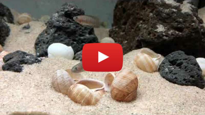 Video YeLAPb69XqE abspielen