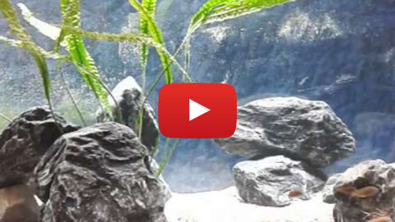 Video Ymq_A09MJJw abspielen