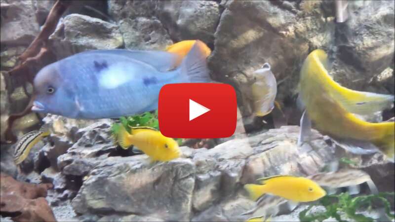 Video Yn2RQD0eE08 abspielen