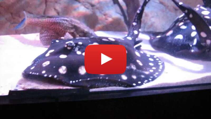 Video YnBCMUTPlXc abspielen