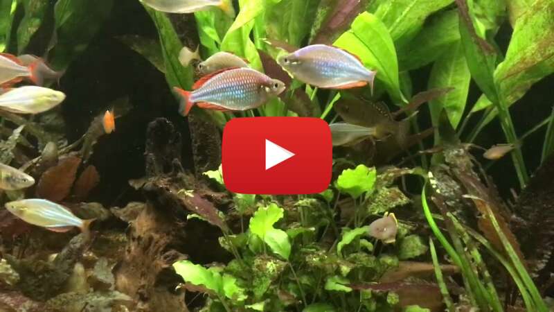 Video YndqO4C-oCk abspielen