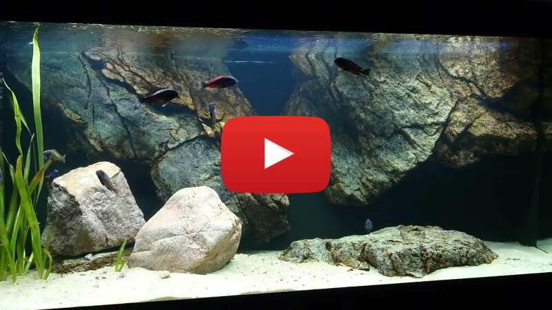 Video YplCkLvXK3U abspielen