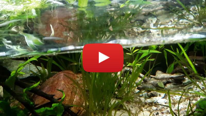 Video YxAVV12dgkk abspielen