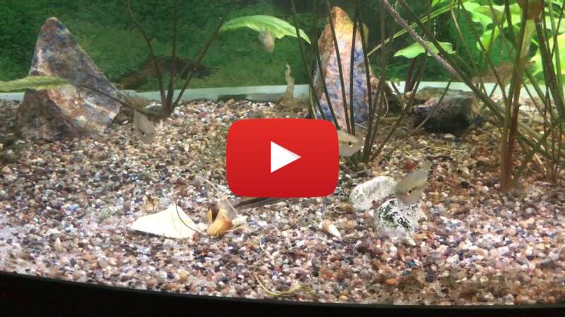 Video Z6WUaYNd4WY abspielen