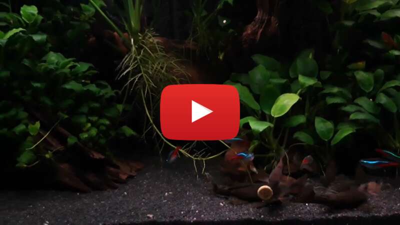 Video ZDWkaKyCbbA abspielen