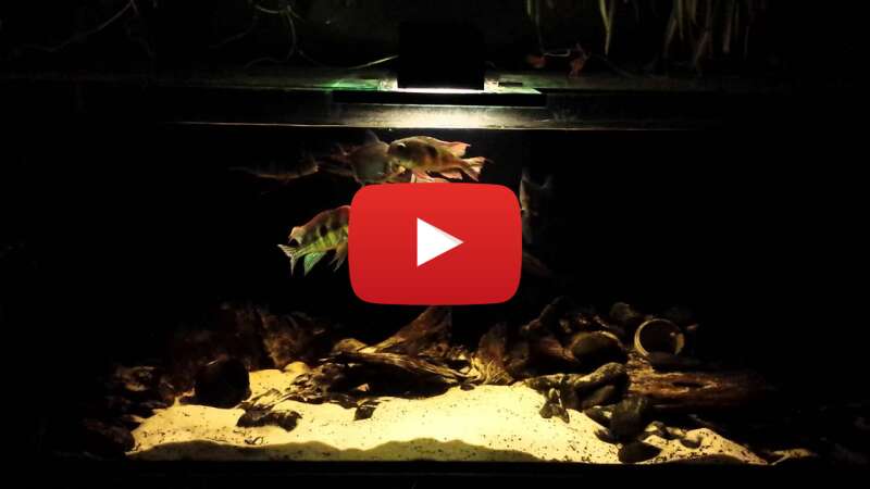 Video ZFL_qi88FD4 abspielen