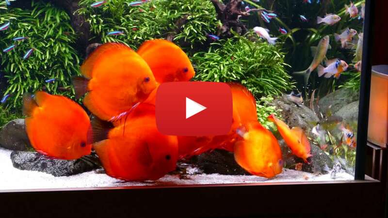 Video ZFlAv7UELuw abspielen