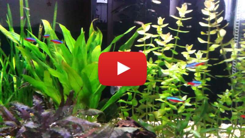 Video ZKnKfsgkgzw abspielen