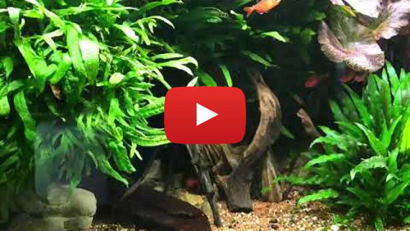 Video ZLU0PNaFrR4 abspielen