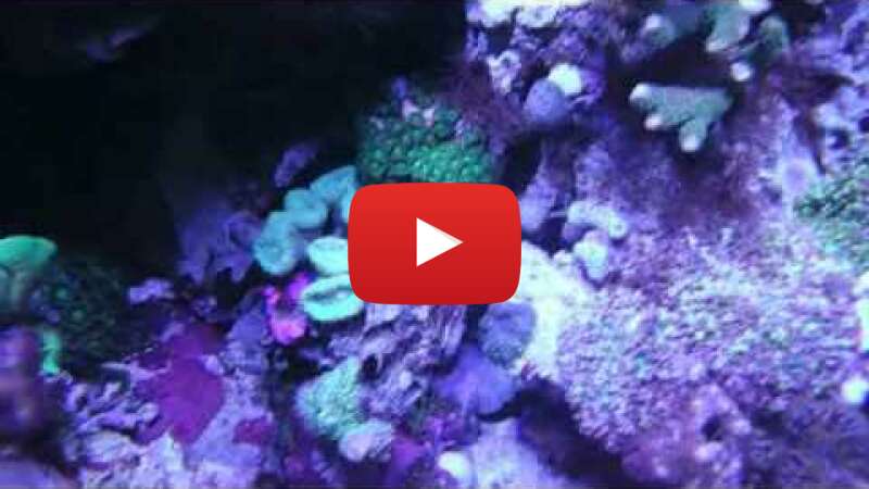 Video ZPBQBo4cNfE abspielen