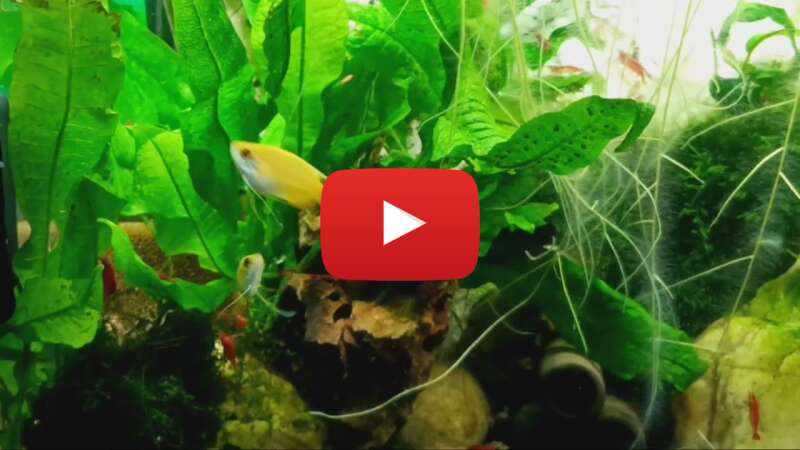 Video ZXEJbIAAoJ8 abspielen