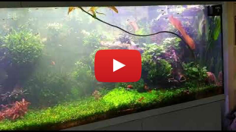 Video Zcj1SZ-lSQ4 abspielen