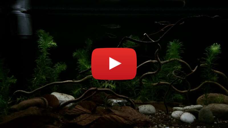 Video ZenKqmv_kyg abspielen