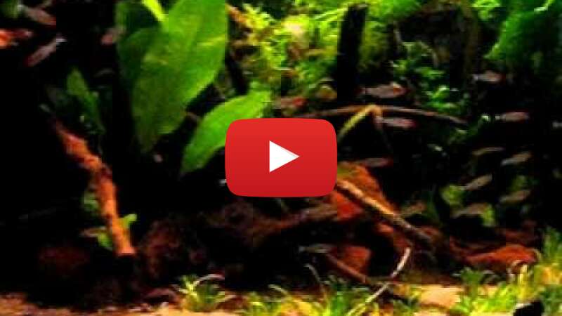 Video ZfcLhkWqu9k abspielen